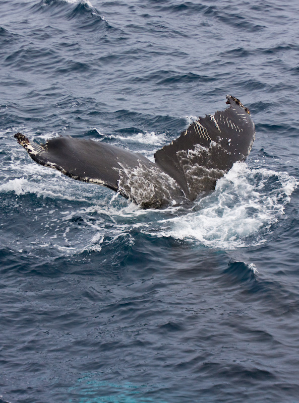 Humpback Whale